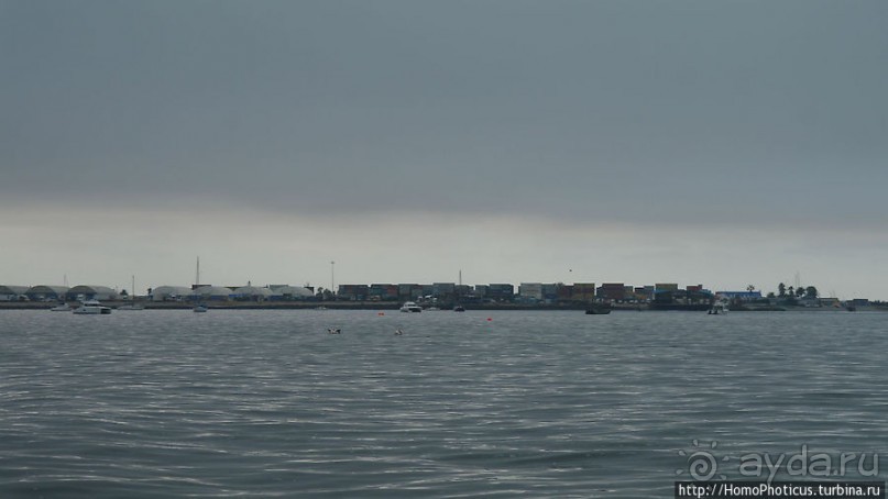 Пеликаны, тюлени, устрицы и прочая живность Китовой бухты