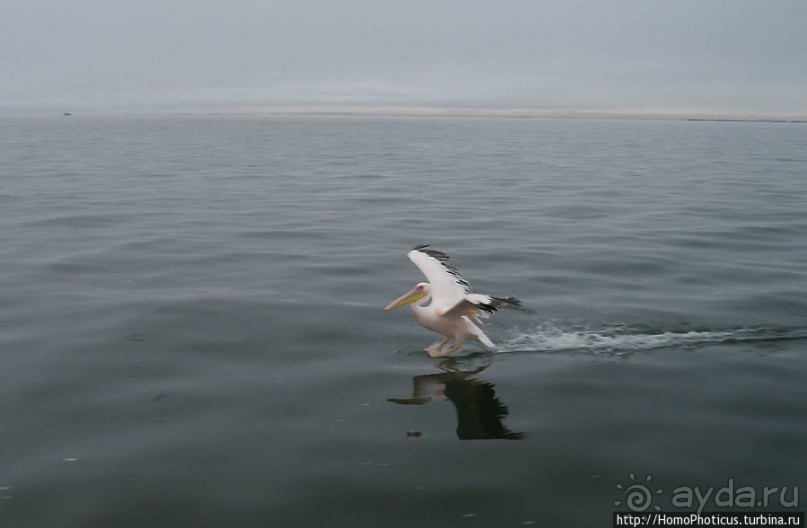 Пеликаны, тюлени, устрицы и прочая живность Китовой бухты
