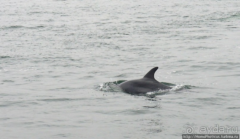 Пеликаны, тюлени, устрицы и прочая живность Китовой бухты
