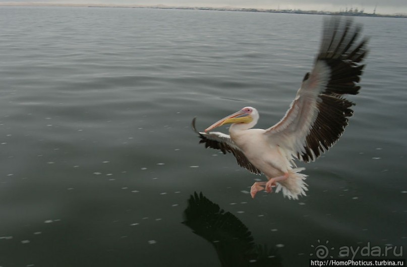 Пеликаны, тюлени, устрицы и прочая живность Китовой бухты