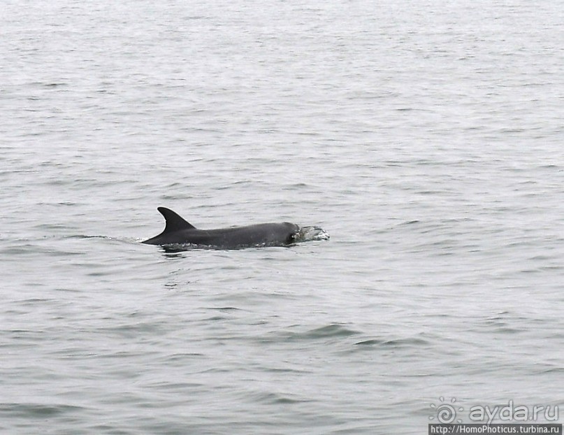 Пеликаны, тюлени, устрицы и прочая живность Китовой бухты