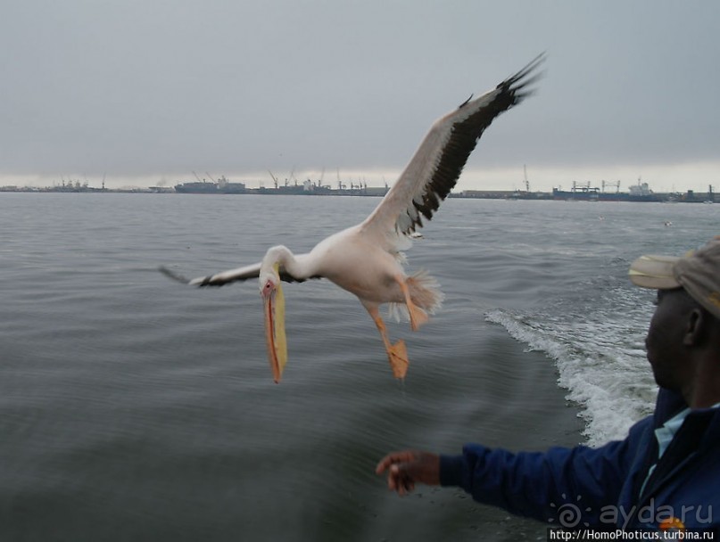 Пеликаны, тюлени, устрицы и прочая живность Китовой бухты