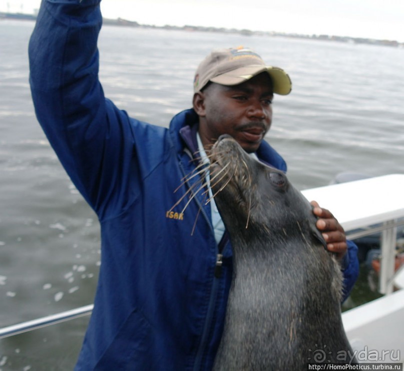 Пеликаны, тюлени, устрицы и прочая живность Китовой бухты