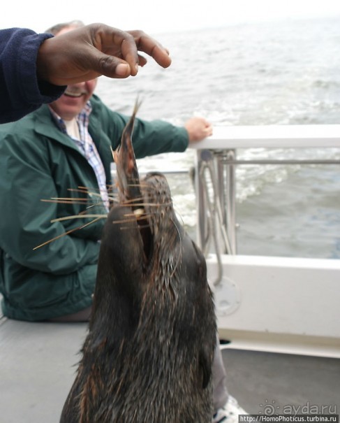 Пеликаны, тюлени, устрицы и прочая живность Китовой бухты