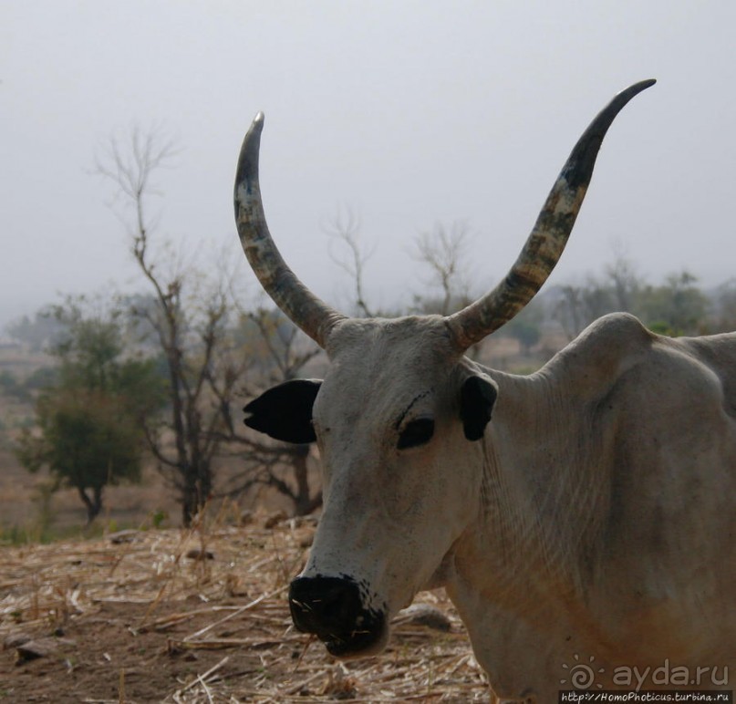 Селение кома в безбожных горах