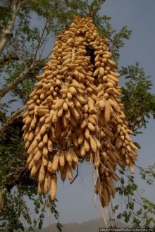 Селение кома в безбожных горах