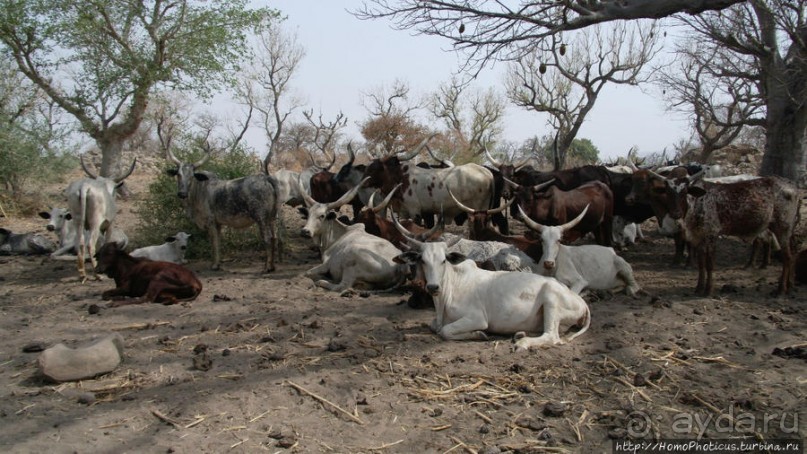 Селение кома в безбожных горах