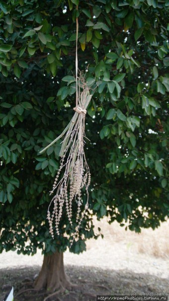 Первое знакомство с довайо. Христиане