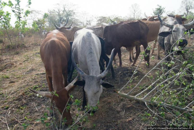 Первое знакомство с довайо. Христиане