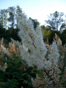 Сплав по Мсте