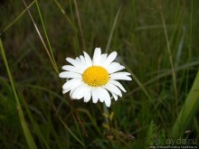 Сплав по Мсте