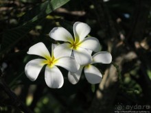 Горно-пустынный Хадрамаут