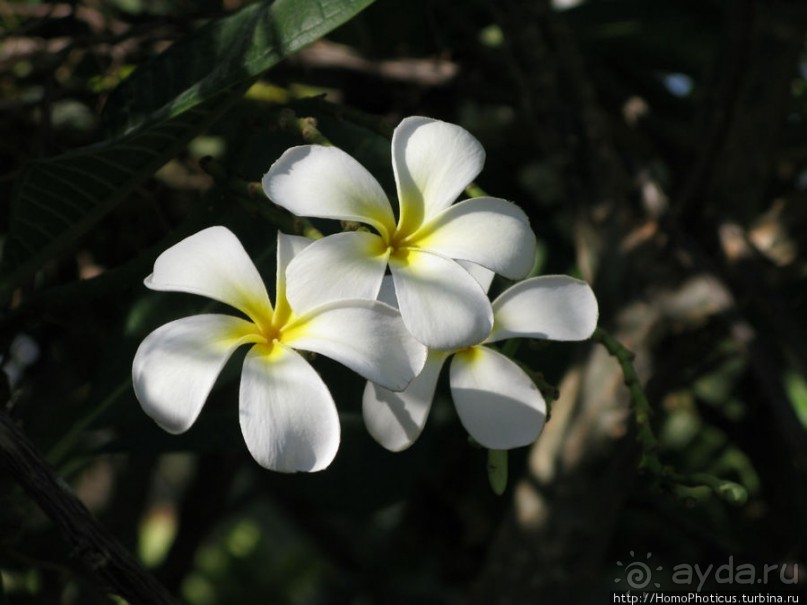 Горно-пустынный Хадрамаут