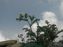 Парящий над туманной пропастью город