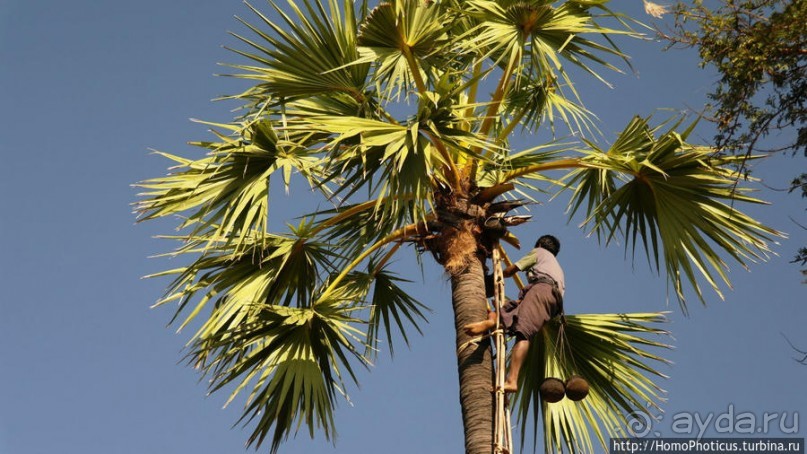 Высокая Попа