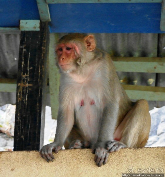 Высокая Попа