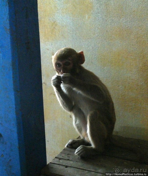 Высокая Попа