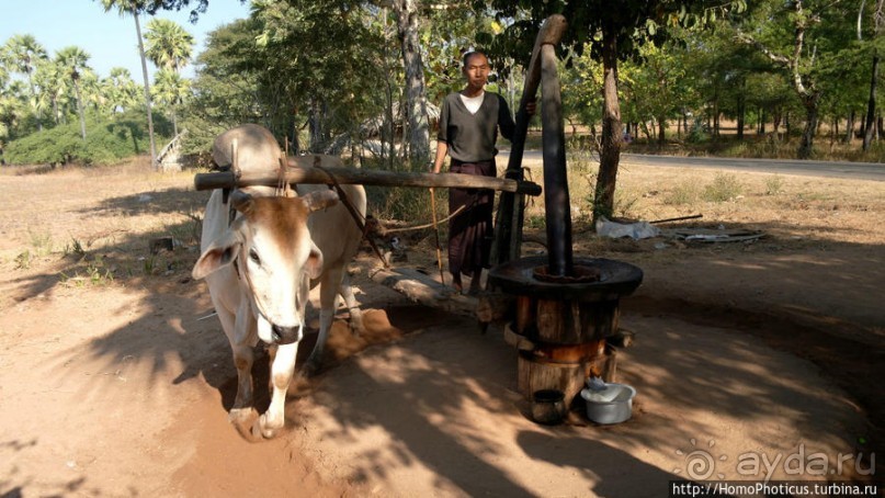 Высокая Попа