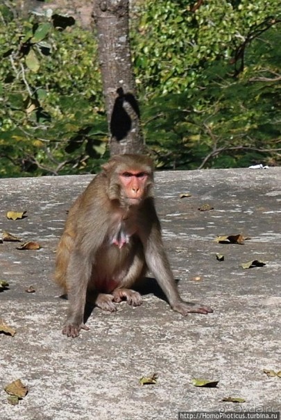 Высокая Попа