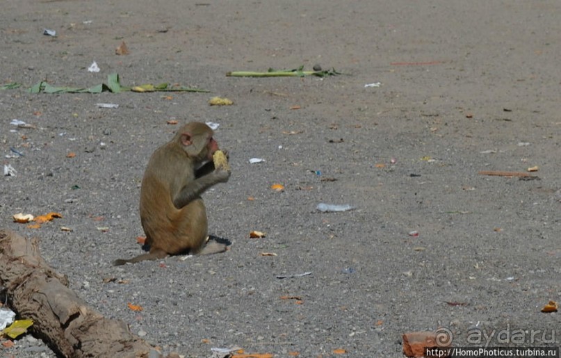 Высокая Попа