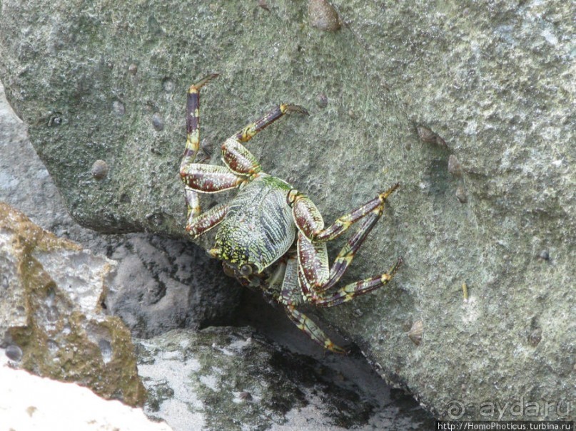 Альбом отзыва "Пляж Дийлеша, или как засадить Круизер"