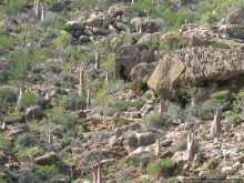 Альбом отзыва "Пляж Дийлеша, или как засадить Круизер"