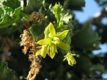 Пляж Дийлеша, или как засадить Круизер