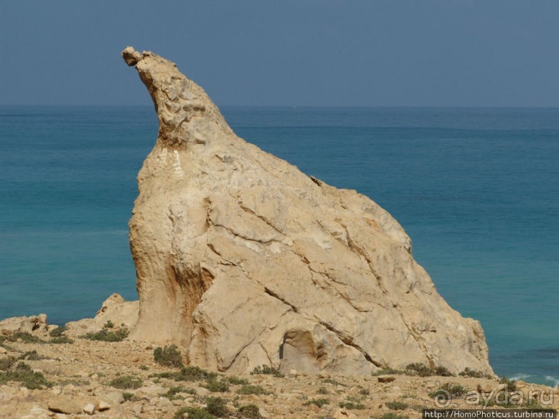 Альбом отзыва "Пляж Дийлеша, или как засадить Круизер"