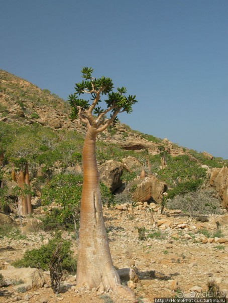 Пляж Дийлеша, или как засадить Круизер Пляж Дийлеша, или как засадить Круизер