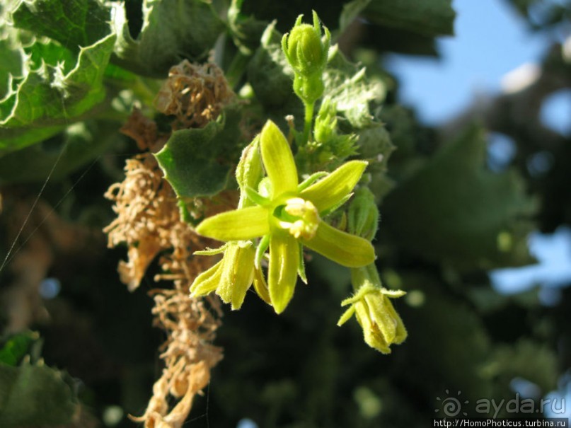 Пляж Дийлеша, или как засадить Круизер Пляж Дийлеша, или как засадить Круизер