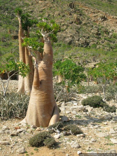 Пляж Дийлеша, или как засадить Круизер Пляж Дийлеша, или как засадить Круизер