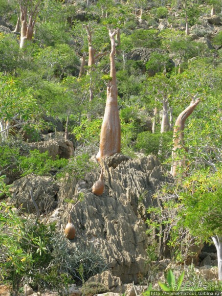 Пляж Дийлеша, или как засадить Круизер Пляж Дийлеша, или как засадить Круизер