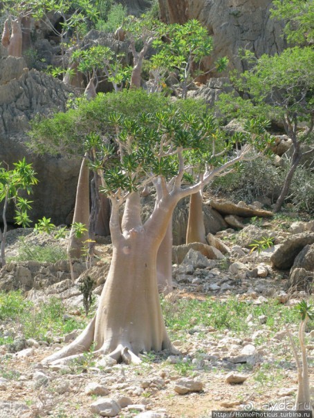 Пляж Дийлеша, или как засадить Круизер Пляж Дийлеша, или как засадить Круизер