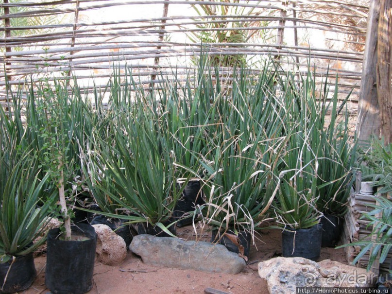 Пляж Дийлеша, или как засадить Круизер Пляж Дийлеша, или как засадить Круизер