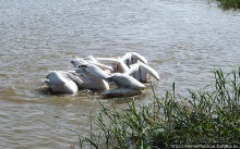 Сенегамбия. II. От Сенегала-реки к Гамбии-реке