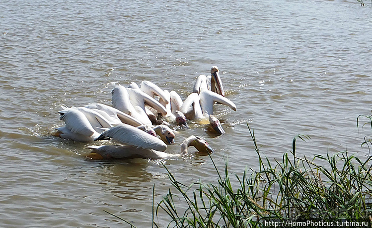 Сенегамбия. II. От Сенегала-реки к Гамбии-реке