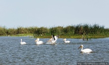 Сенегамбия. II. От Сенегала-реки к Гамбии-реке