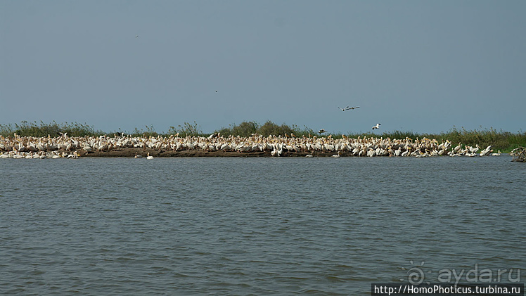 Сенегамбия. II. От Сенегала-реки к Гамбии-реке