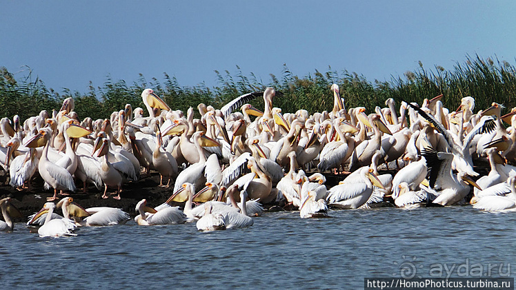 Сенегамбия. II. От Сенегала-реки к Гамбии-реке
