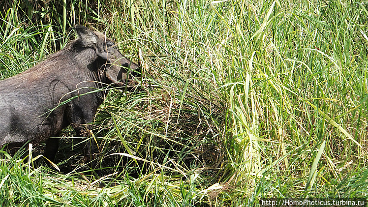 Сенегамбия. II. От Сенегала-реки к Гамбии-реке