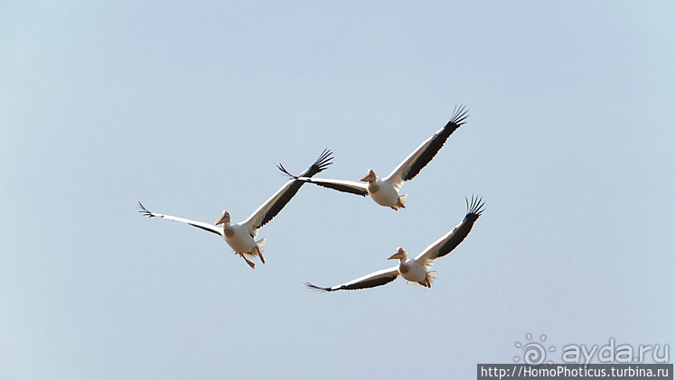 Сенегамбия. II. От Сенегала-реки к Гамбии-реке