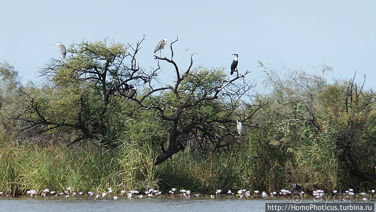 Сенегамбия. II. От Сенегала-реки к Гамбии-реке