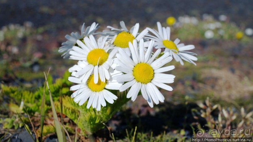 Острова западных людей