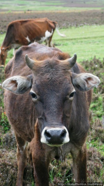 Страна Громового дракона. Часть IV. Вангди-Пходранг: небеса