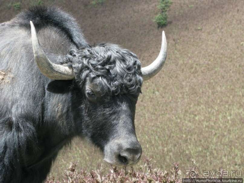 Страна Громового дракона. Часть IV. Вангди-Пходранг: небеса