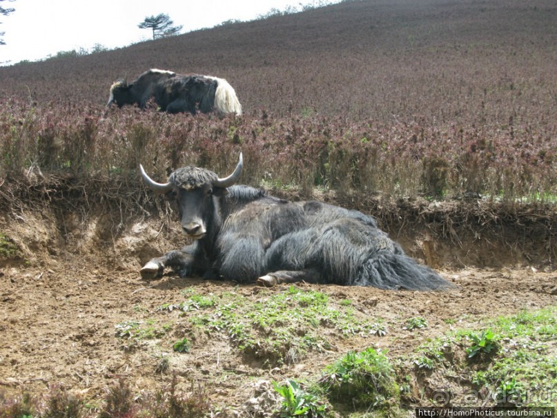 Страна Громового дракона. Часть IV. Вангди-Пходранг: небеса
