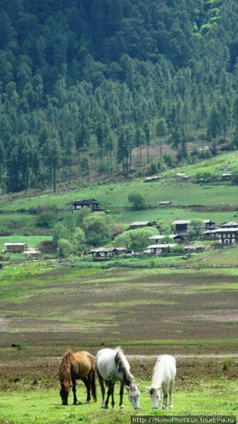 Страна Громового дракона. Часть IV. Вангди-Пходранг: небеса