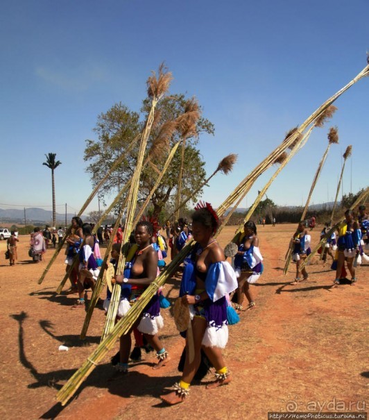 Умхланга. День VI. Возложение тростника