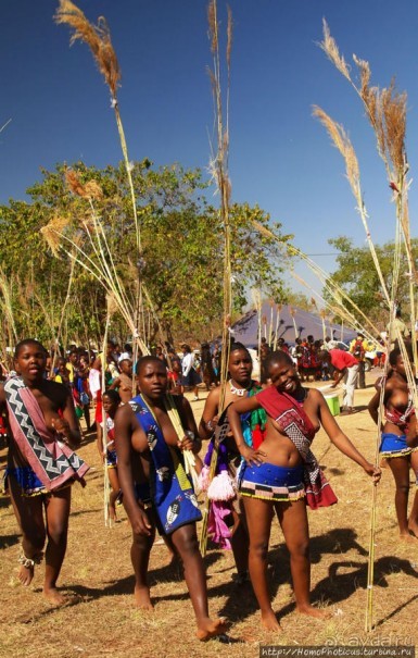 Умхланга. День VI. Возложение тростника