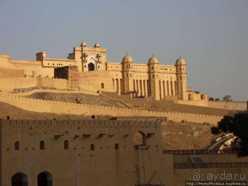 Розовая родина воинственных кланов